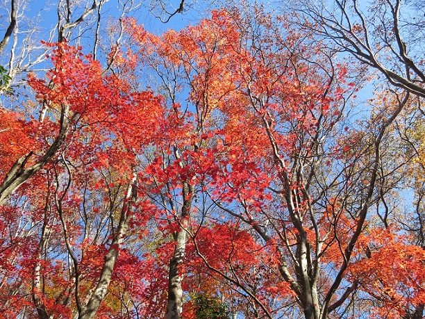 f:id:aohige0718:20161203211101j:plain 棒ノ木丸周辺の木々