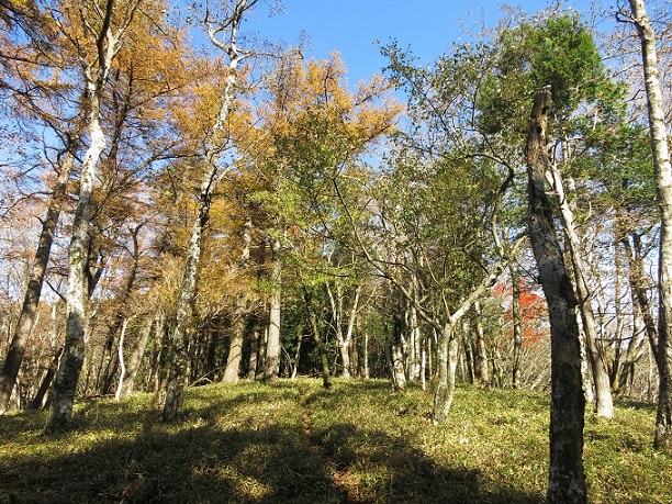 f:id:aohige0718:20161203211214j:plain 丹沢主脈縦走路姫次