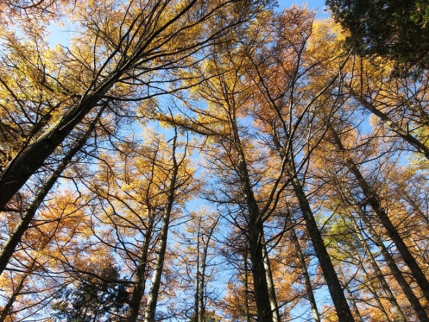 f:id:aohige0718:20161203211224j:plain 姫次落葉松