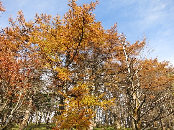 f:id:aohige0718:20161203211341j:plain 姫次落葉松の紅葉