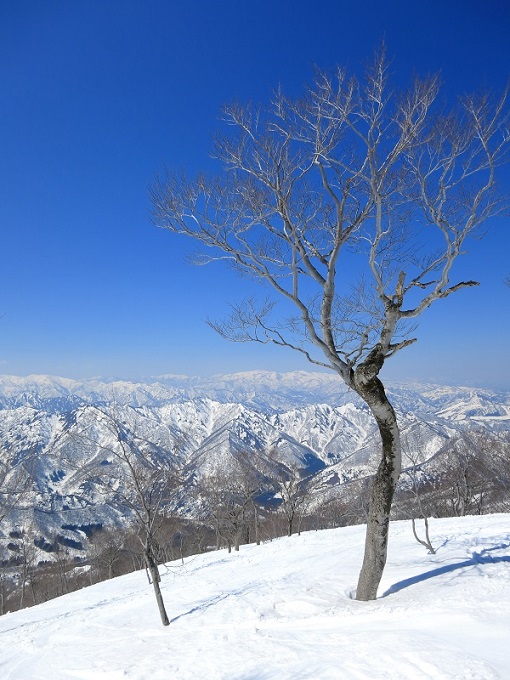 巻機山の登山道と木