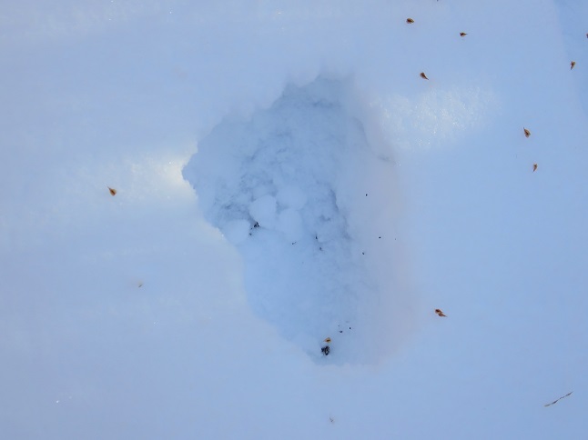 熊の足跡鉄砲木ノ頭・三国山界隈