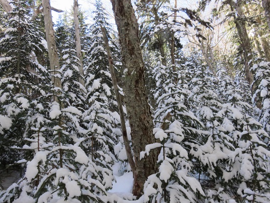 f:id:aohige0718:20161211143241j:plain