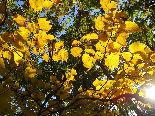 山梨県の紅葉