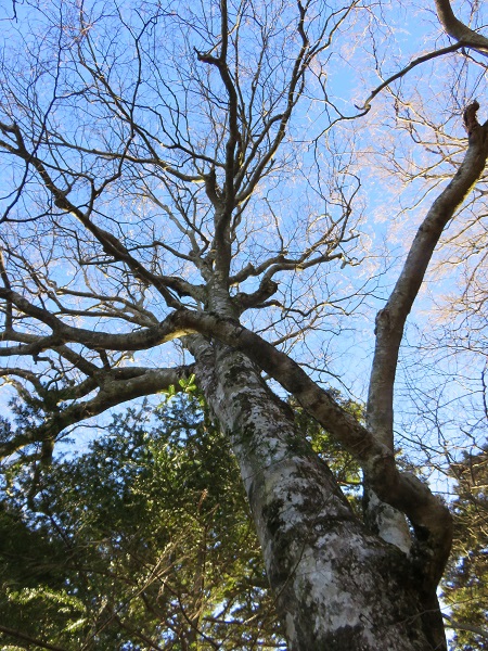 本間ノ頭南東尾根巨木