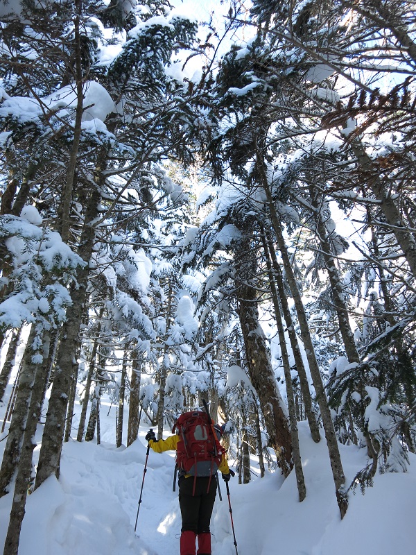 f:id:aohige0718:20161223172022j:plain 天狗岳へ向かう途中の登山コースの積雪