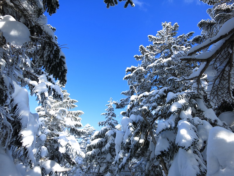 本沢温泉までのルート樹林帯と雪の様子