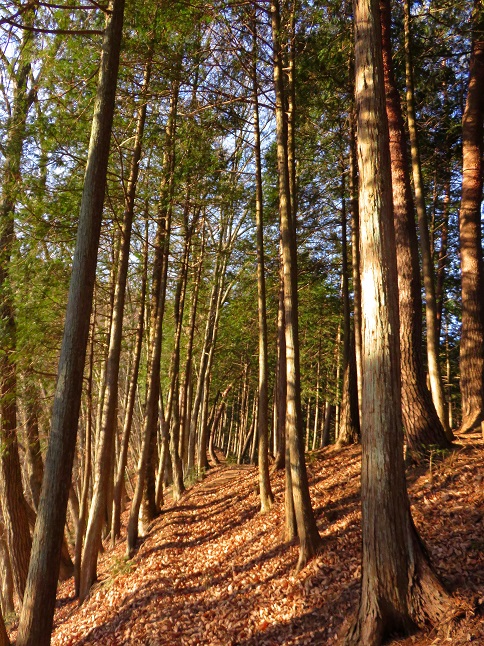 大寺山までの登山道の様子