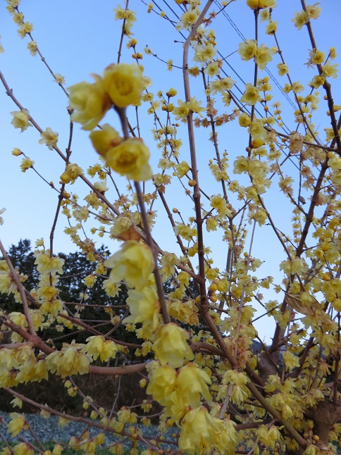 蝋梅の蝋梅の花