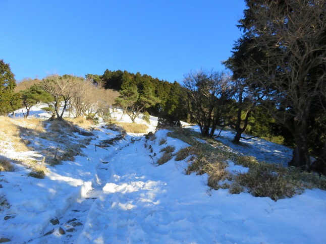 大倉尾根雪