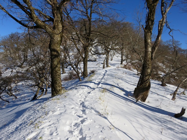 積雪クルブシ位