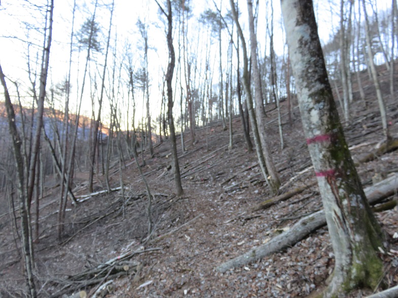 カネツケノ頭小金沢公園まで道が明瞭