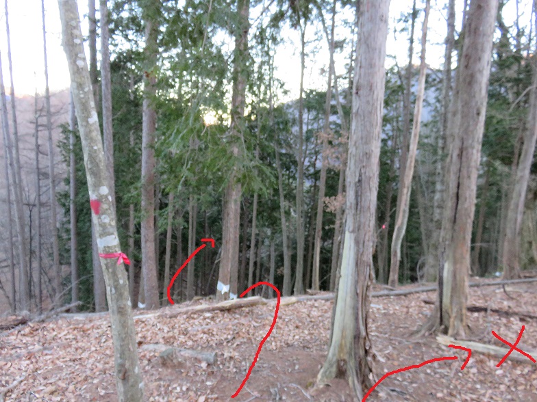 枝尾根マーキング