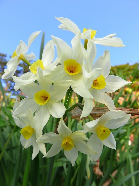 三ッ石周辺は、お花も多く