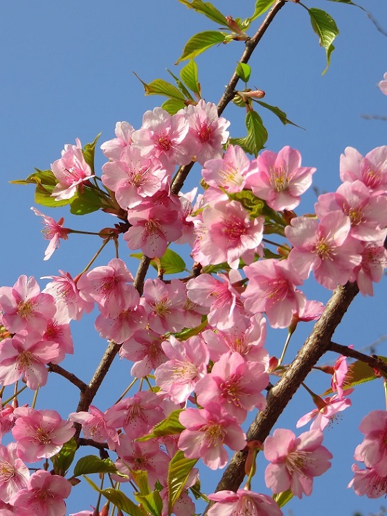 三ツ石周辺河津桜が満開