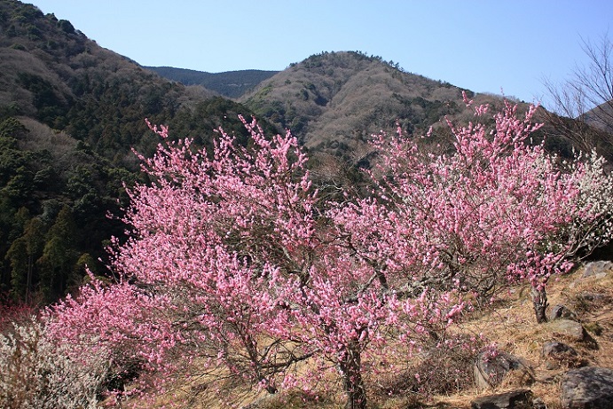 湯河原の梅園