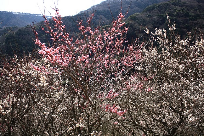 紅白の梅の花