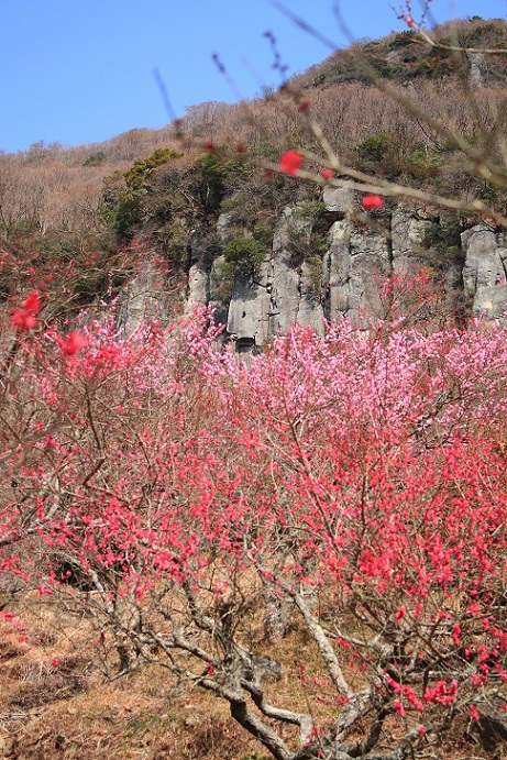 梅の香りに包まれて