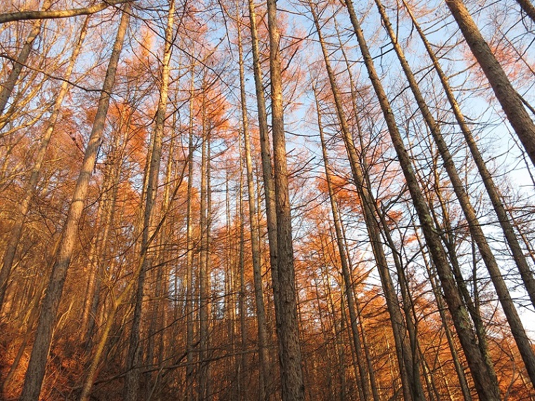 夕日に照らされる落葉松