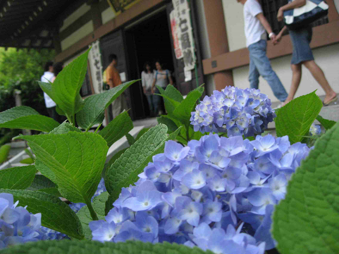 鎌倉長谷寺紫陽花