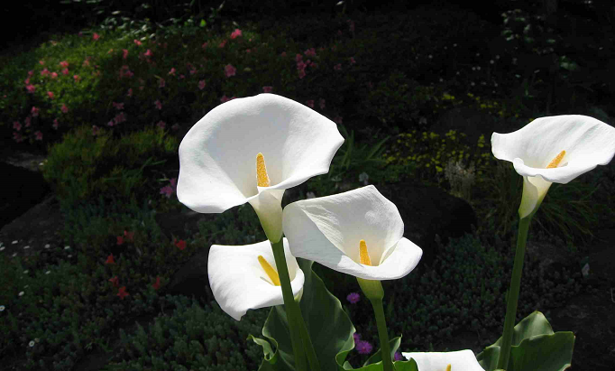 長谷寺色々なお花