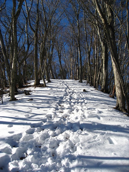 ウノタワから大持山までツボ足の登り道