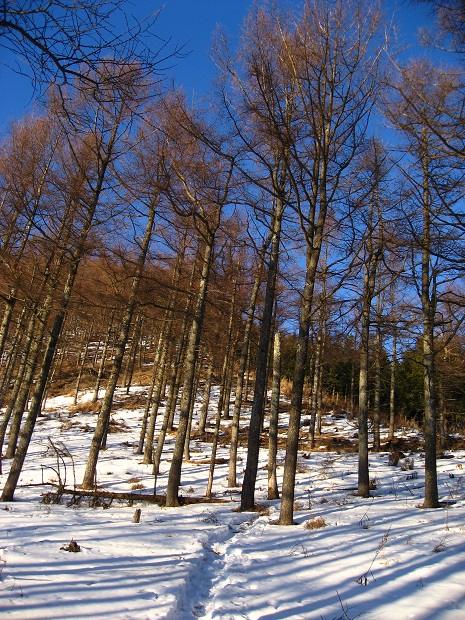 武甲山の山頂直下は急登