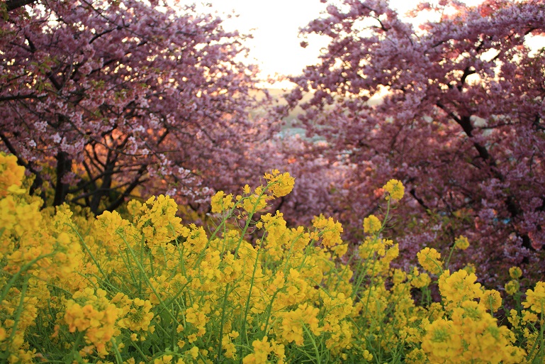 松田ハーブガーデンは、菜の花と河津桜のコラボ