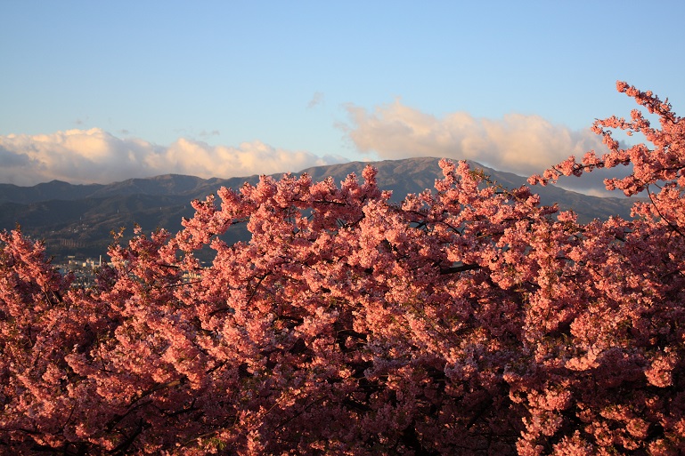 桜吹雪を散らしながら