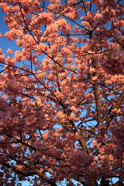 ソメイヨシノと比べて、ピンクが濃いのが河津桜の特徴