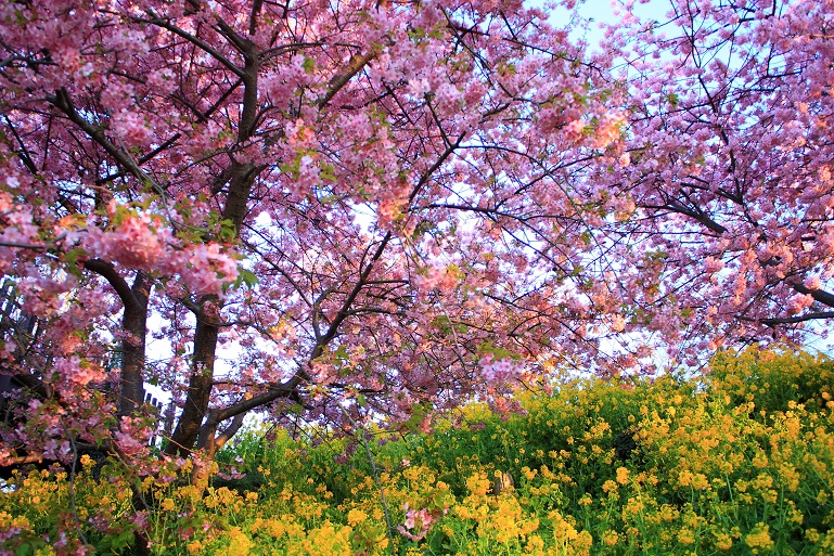 松田ハーブガーデンの河津桜と菜の花の競演