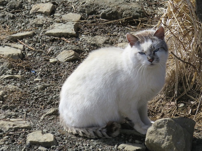 塔ノ岳の山頂に住み着くネコ