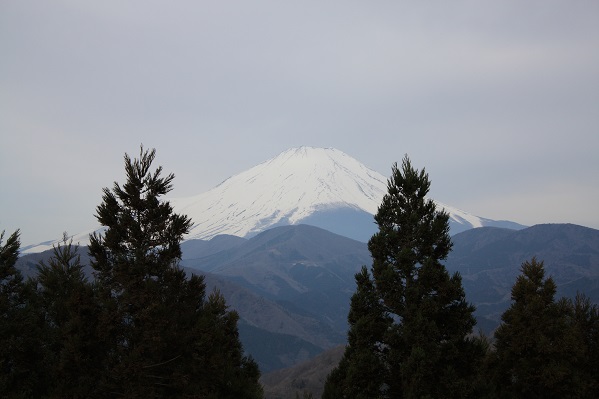 富士山とミツマタ