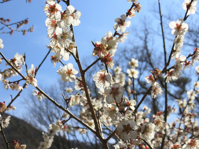 地蔵平豆桜が満開