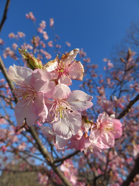 て宮ヶ瀬湖畔に河津桜みやがせミーヤ館