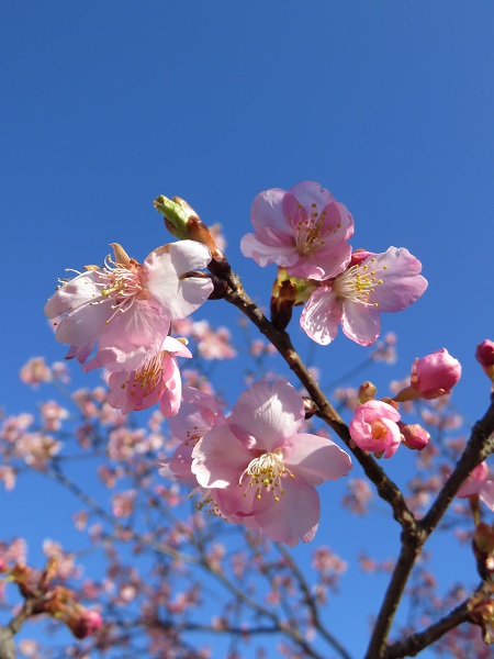 青空と薄いピンクの河津桜