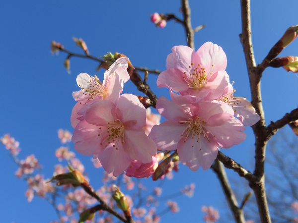 河津桜