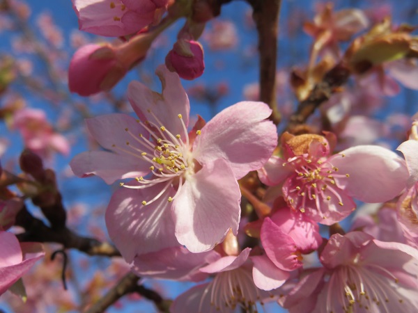 河津桜の時期