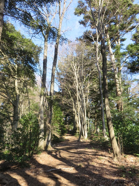 松茸山界隈はヤマビル