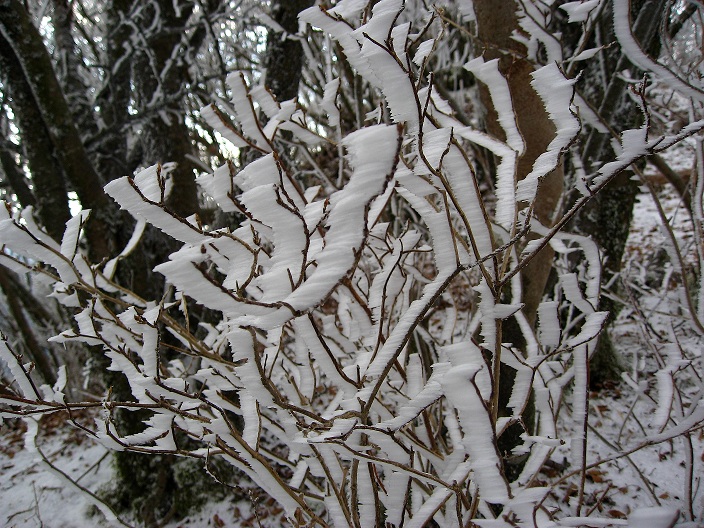 愛鷹山霧氷で有名