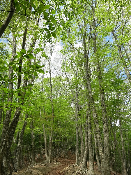 奥秩父縦走奥秩父縦走