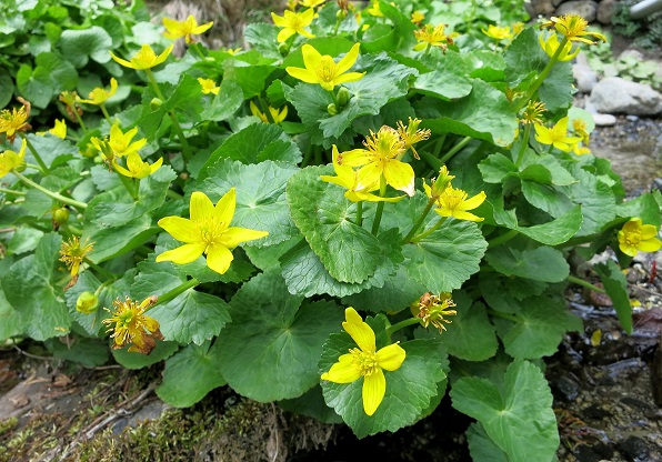 将監小屋の水場お花