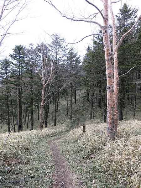 将監小屋から笠取山までは雰囲気の良い道