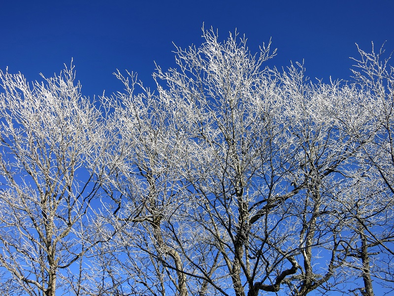 燕山霧氷の森