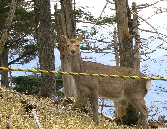 甲武信ヶ岳野生動物鹿