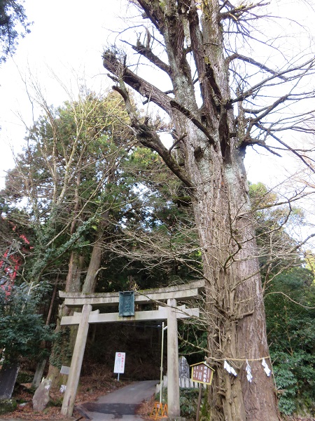 木の鳥居から御岳山・御嶽神社登山口