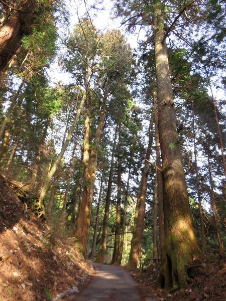 御岳山の杉並木の参道