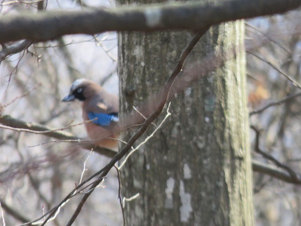 f:id:aohige0718:20170305171132j:plain 月夜見第二駐車場周辺の鳥