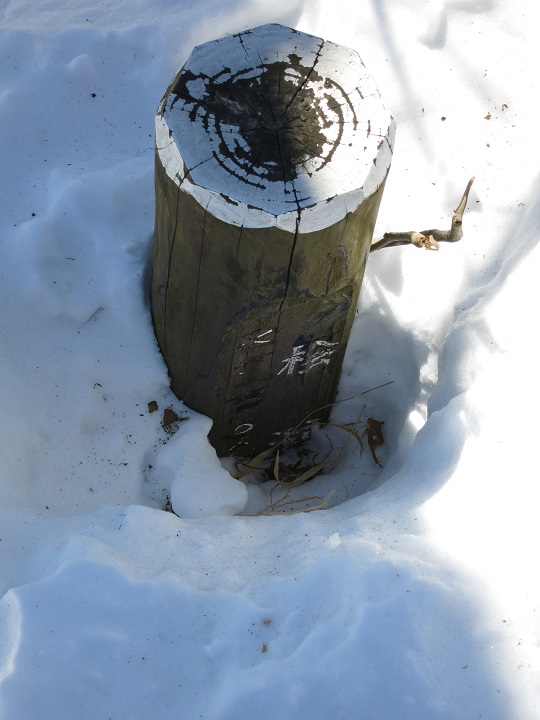 檜洞丸で雪が積もる