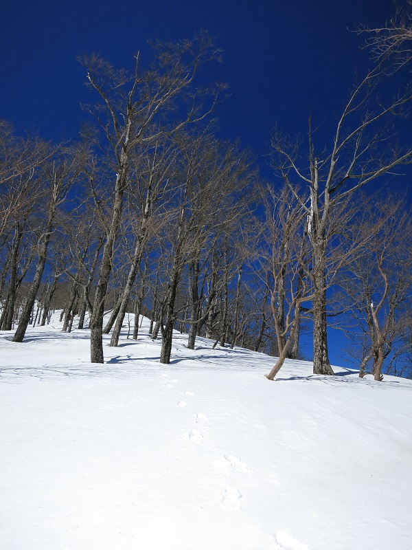 青ヶ岳山荘周辺
